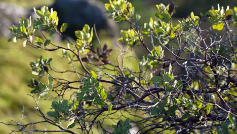 close up of a bush on a rock bluff on vancouver island, canada, lone tree hill