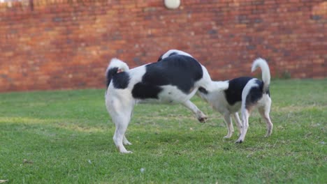 two small young dogs playing aggressively together, jumping at each other on a lawn