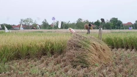 farmer threshing rice, farmer harvest rice,countryside indonesia, cirebon, west java