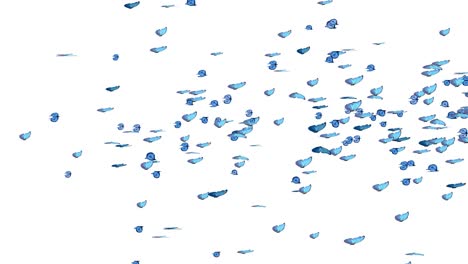 beautiful blue colored butterfly morpho menelaus flying on white green backgrounds for wedding love
