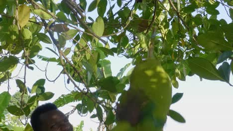 A close up shot of an African man twisting a jack fruit from its stem until it falls off the tree