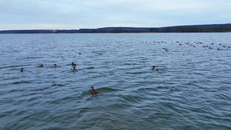 male and female species of mallard ducks floating on the river. some birds rise into air and sit again. drone footage.