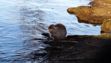 sleepy beaver massage wet fur in shadow of rocky riverside coast near water