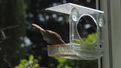 slow motion robin flying to bird feeder, eating seed then flying away