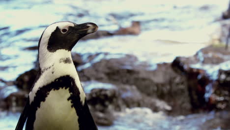 Penguins-in-their-enclosure