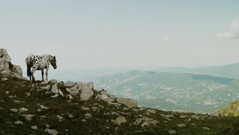 Wildes-Pferd-Steht-Auf-Dem-Berg