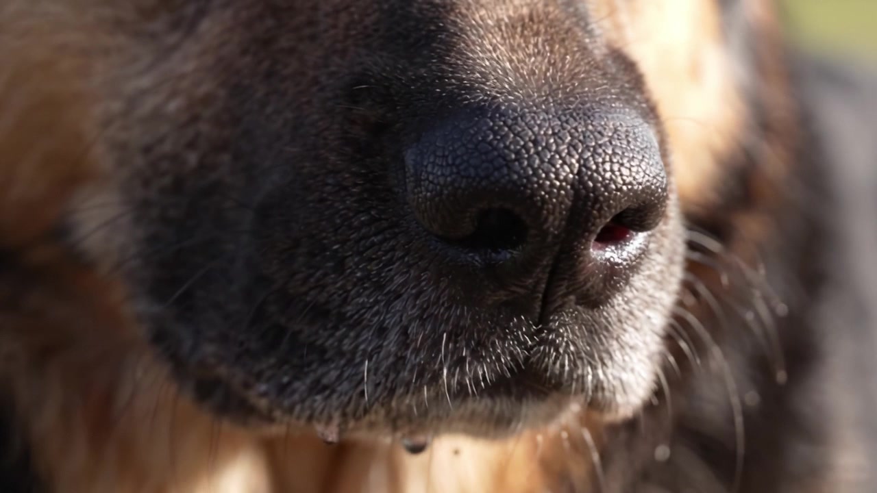 Bir köpeğin burnunun yakın çekimi, benzersiz dokuları ve detayları yakalayarak doğal ışıkta hayvan özelliklerinin güzelliğini sergiliyor.