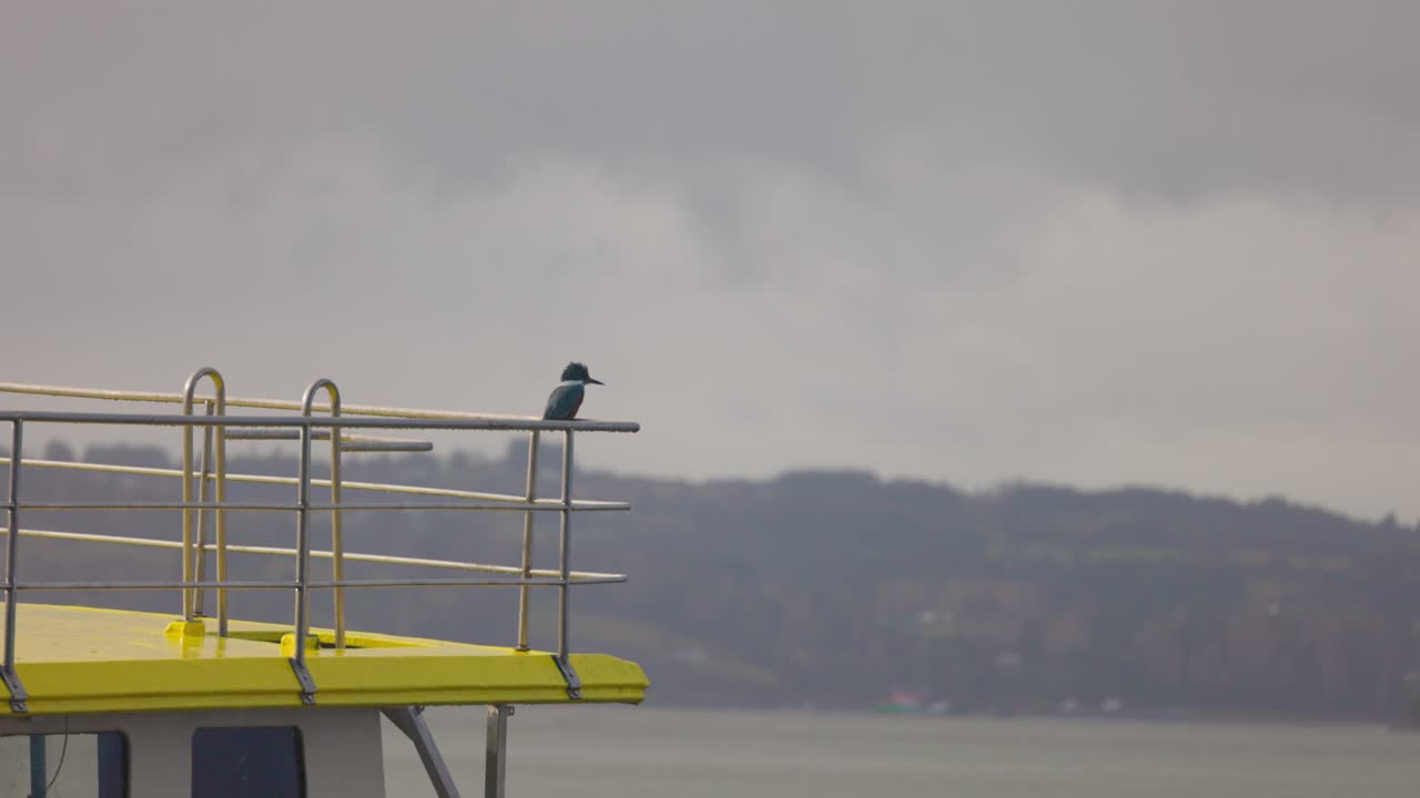 Lonely Kingfisher on a boat in Castro, Chilo&eacute; south of Chile