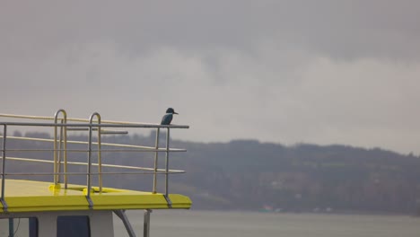 Einsamer-Eisvogel-Auf-Einem-Boot-In-Castro,-Chiloé,-Südlich-Von-Chile