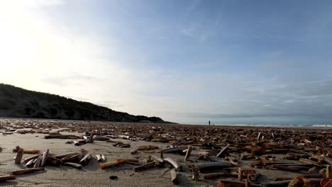 shells scattered on the shore with distant view of a human and pet dog by the seaside - ground-level, wide shot