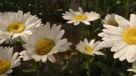 pan across white daisies with dew drops