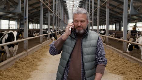 agriculteur parlant au téléphone dans une ferme avec des vaches autour