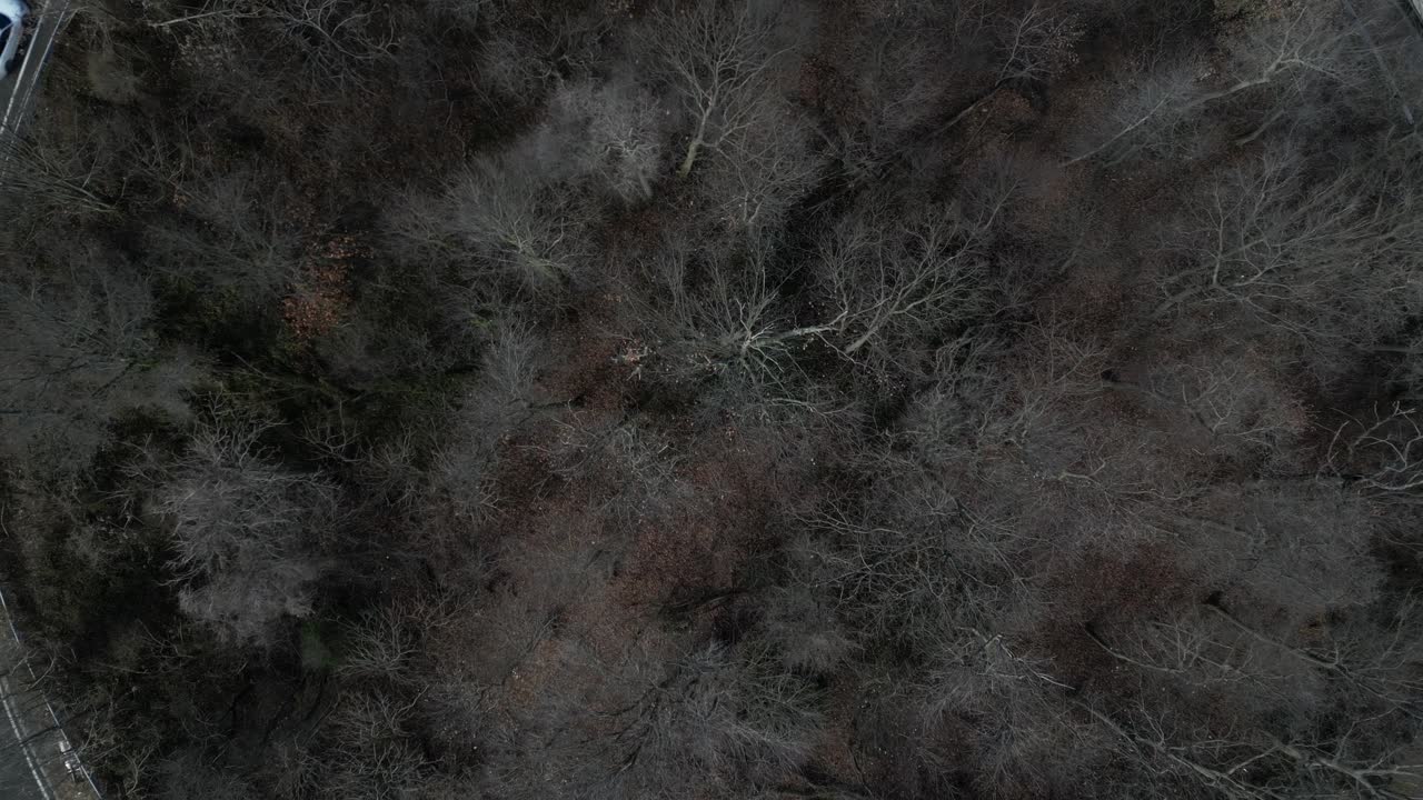 una vista de arriba hacia abajo de árboles secos en el centro de una rampa de salida circular de la autopista