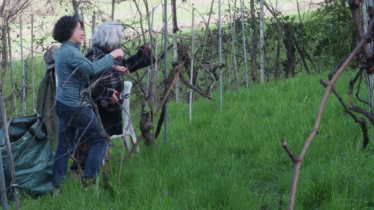 Two resilient women farmers prune grapevines uphill in a lush organic vineyard near Castell’Arquato, trimming branches during late winter with care and strength, captured in slow motion