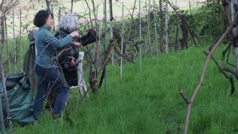 two resilient women farmers prune grapevines uphill in a lush organic vineyard near castell’arquato, trimming branches during late winter with care and strength, captured in slow motion