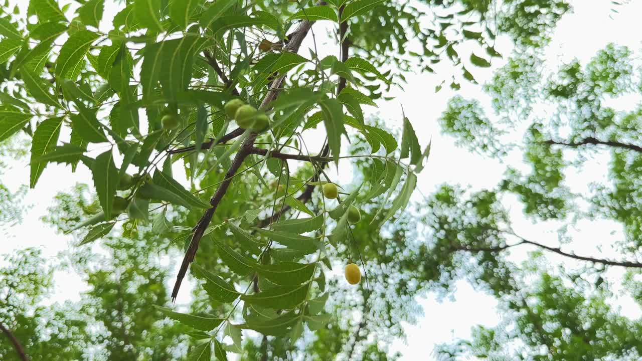 Closeup of the fruit of the neem tree, also known as nimboli, is a smooth, oblong drupe, typically 1-2 cm long. Initially green