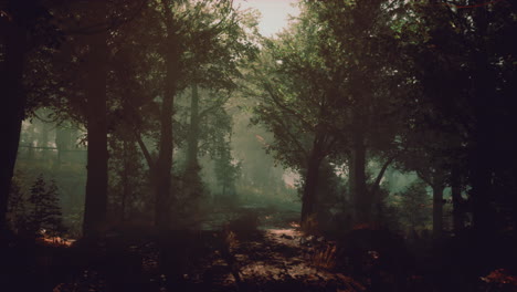 a mystical forest path
