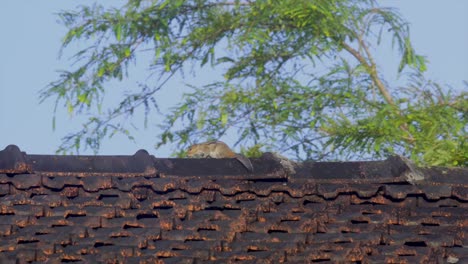 squrral on roof of rural house