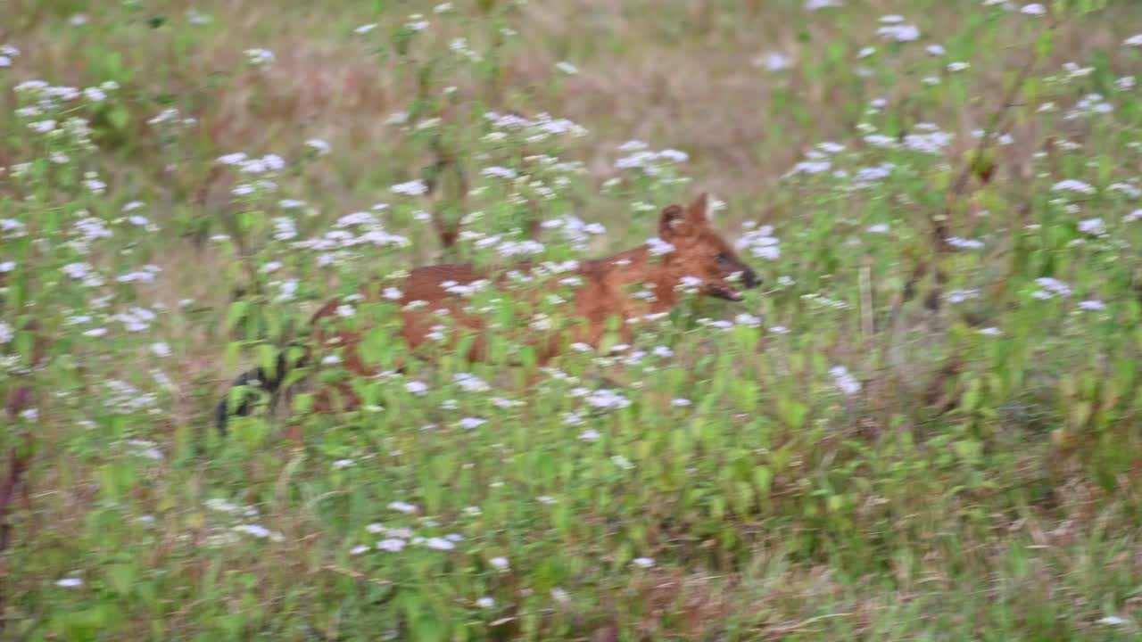 visto caminando hacia la derecha en una pradera con pantalones floridos, perro salvaje indio cuon alpinus, parque nacional khao yai, tailandia