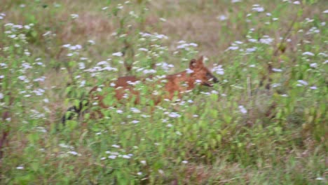 visto caminando hacia la derecha en una pradera con pantalones floridos, perro salvaje indio cuon alpinus, parque nacional khao yai, tailandia