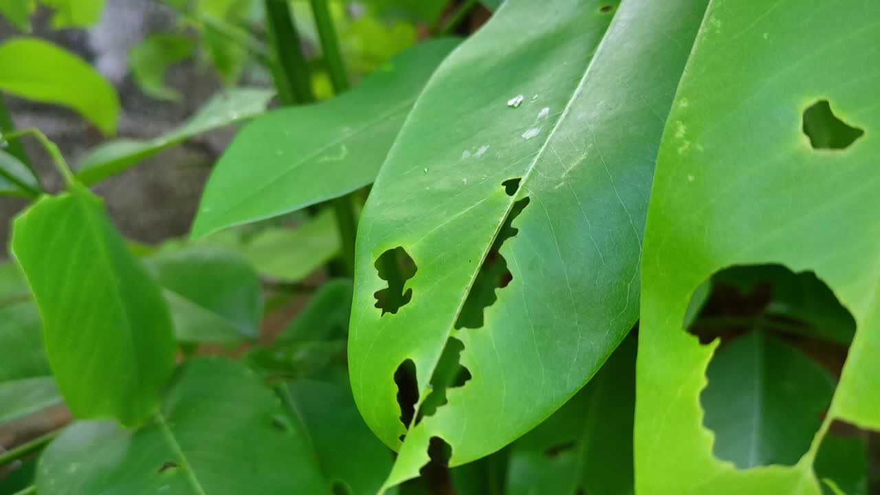 Close-Up shot of Bug-Eaten Green Leaves with Insect Damage in Daylight
