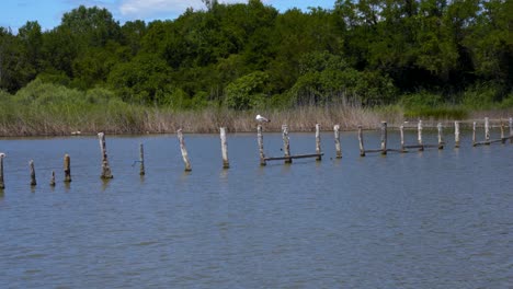 Seagull-standing-on-trunks-plunged-into-shallow-water-with-green-lush-vegetation-background-on-Kune-lagoon