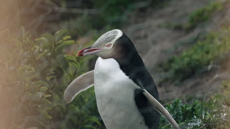 cute yellow-eyed penguin at the coast near katiki point lighthouse in moeraki, new zealand