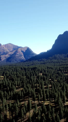 aerial view of a coniferous forest in the mountains