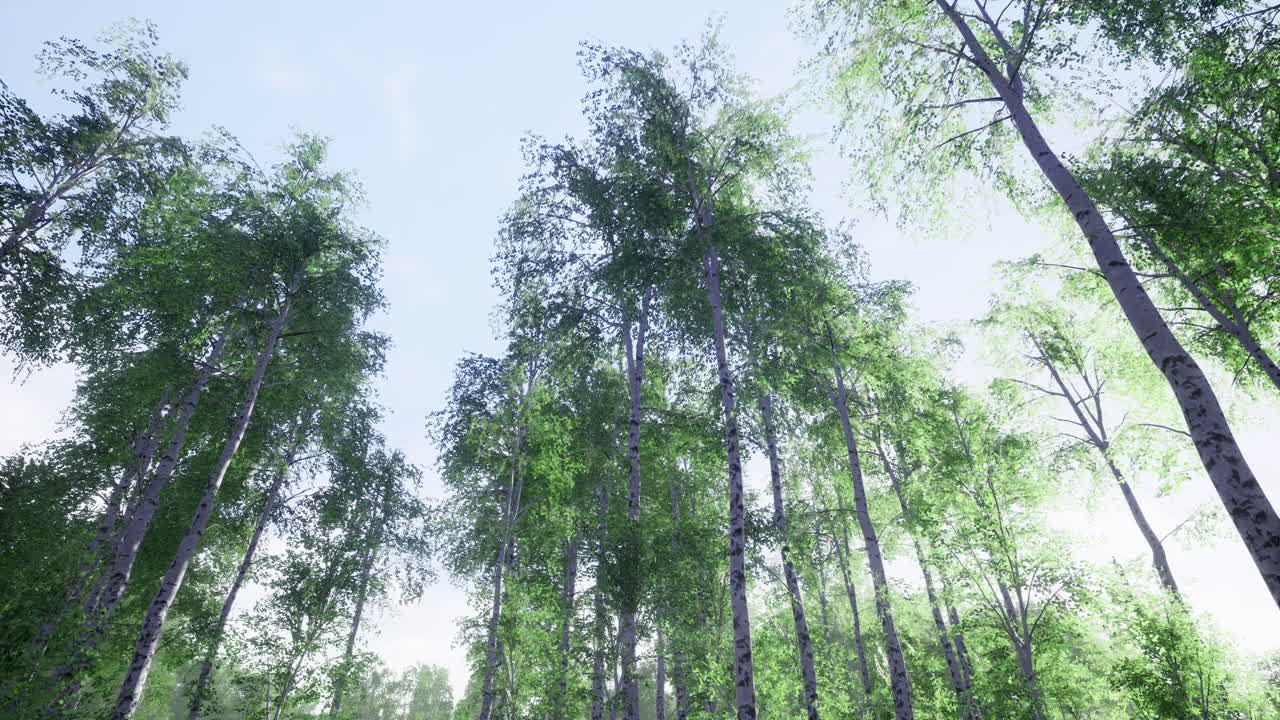 Bright green forest under a clear sky showcasing tall trees stretching upwards