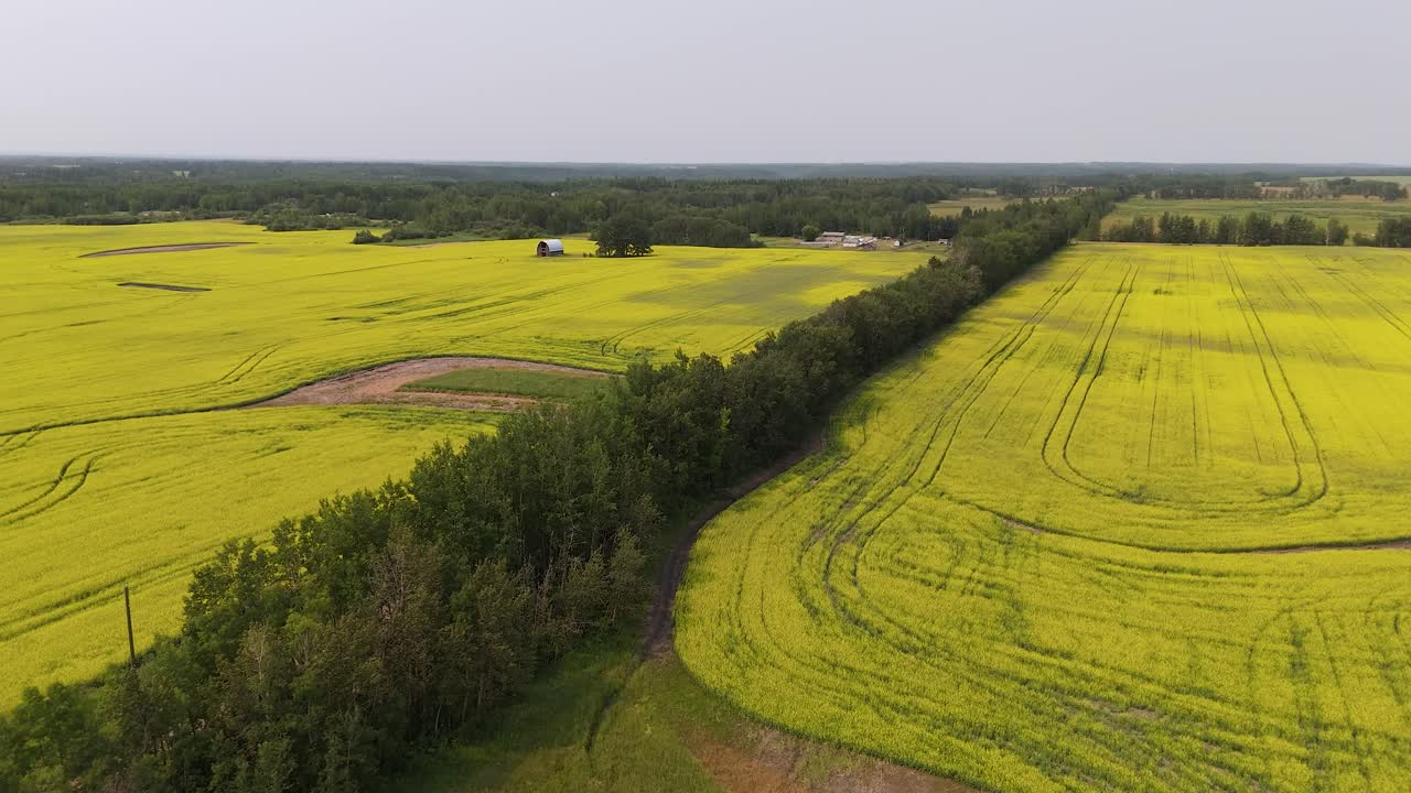 Alberta Canola Filed In Full Bloom
