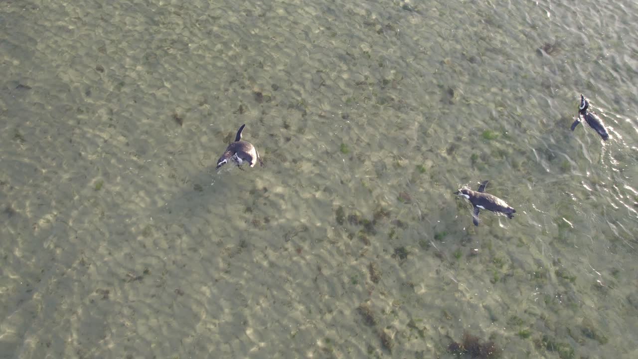 School of Magellanic Penguins swimming together in shallow water near the beach at bahia bustamante