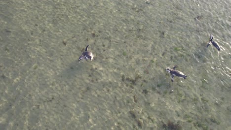 Escuela-De-Pingüinos-De-Magallanes-Nadando-Juntos-En-Aguas-Poco-Profundas-Cerca-De-La-Playa-De-Bahía-Bustamante