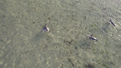 escuela de pingüinos de magallanes nadando juntos en aguas poco profundas cerca de la playa de bahia bustamante