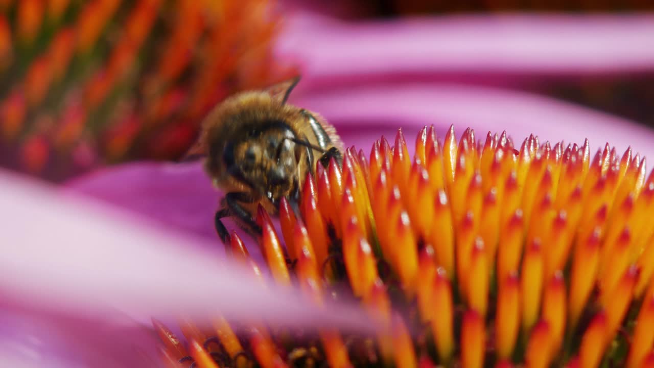 un primer plano macro de una abeja melífera recogiendo néctar de flores rosas y naranjas