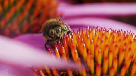 a macro close up shot of a honey bee collecting nectar from pink and orange flowers