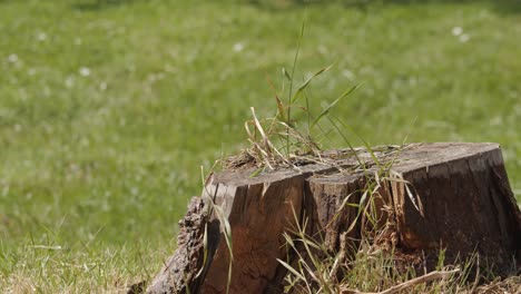 Man sticks axe into tree stump