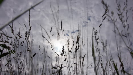 airplane flying over grass field