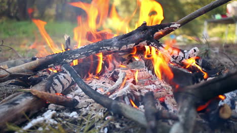 bonfire in forest. wooden camp fire. campfire is burning. nature background