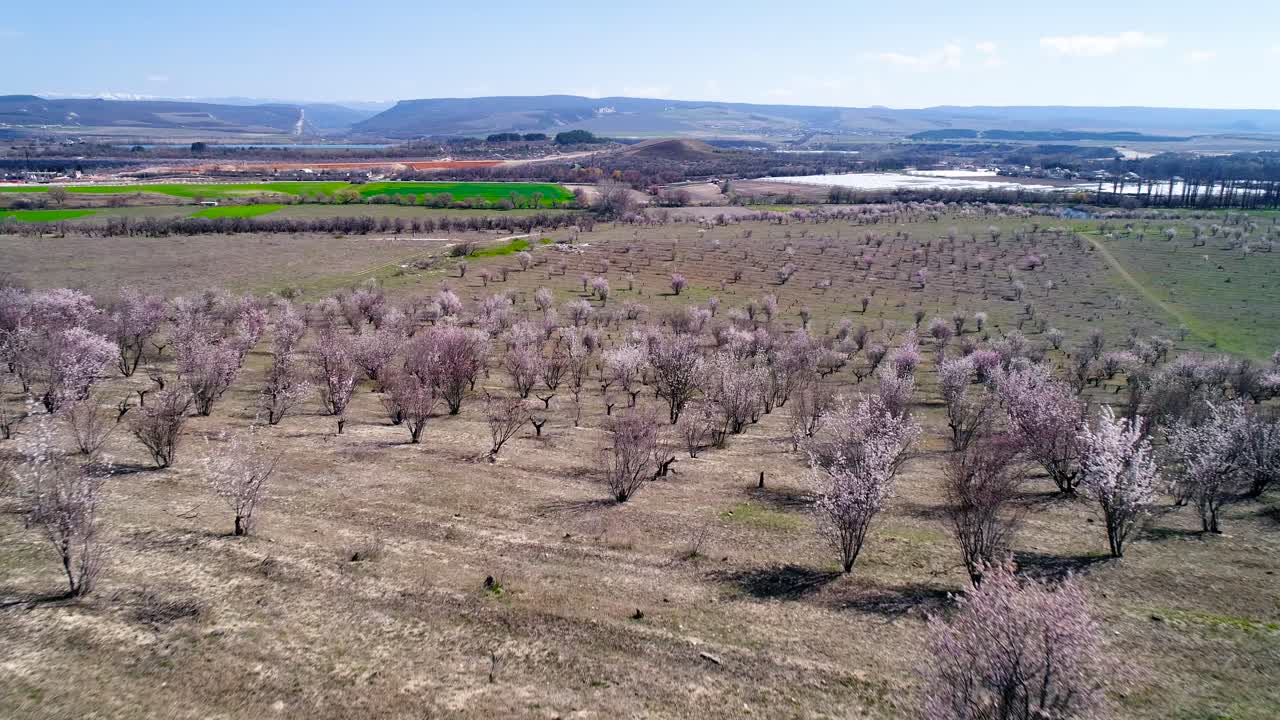 봄 꽃 과수원 공중 사진