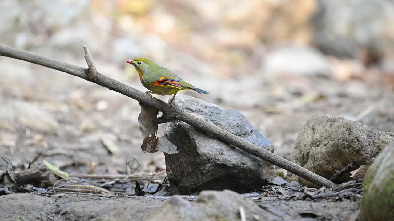 pájaros leiothrix de pico rojo que vienen a un arroyo de agua en el bosque
