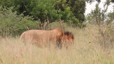 Between-the-Grass-Majestic-Lion's-Slow-Stroll-and-Curious-Sniffing-the-Surroundings-Tracking-Shot