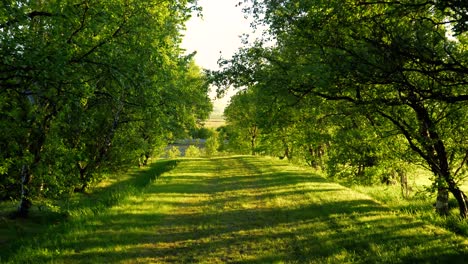 Multiple-shots-of-green-grass-at-sunset