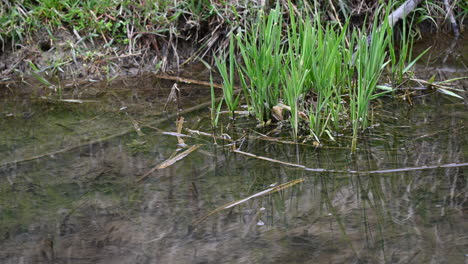 reeds and plants by the river