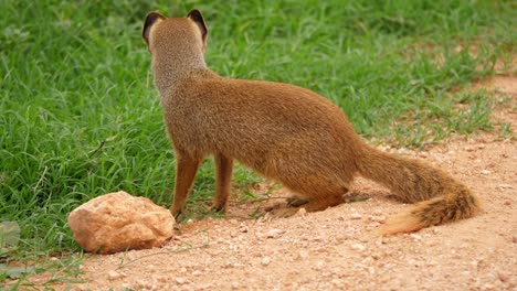 Der-Neugierige-Gelbe-Mungo-Gräbt-Leicht-Unter-Einem-Felsen-Und-Zieht-Dann-Weiter