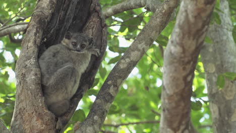 sportive lemur dozes in a branch hole during the day