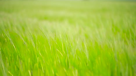 Campo-De-Cebada-En-Una-Puesta-De-Sol-En-Un-Día-Ventoso