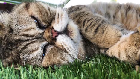 shorthair exotic cat resting its head on the grass relaxedly