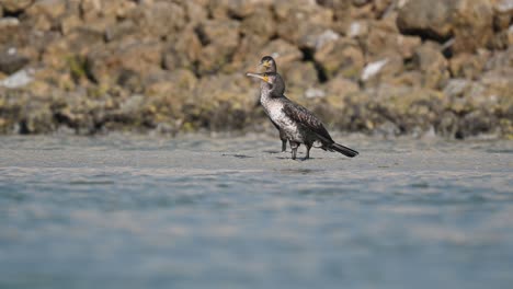 Großer-Kormoran,-Der-Bei-Ebbe-Im-Sumpfland-Nach-Nahrung-Sucht---Bahrain