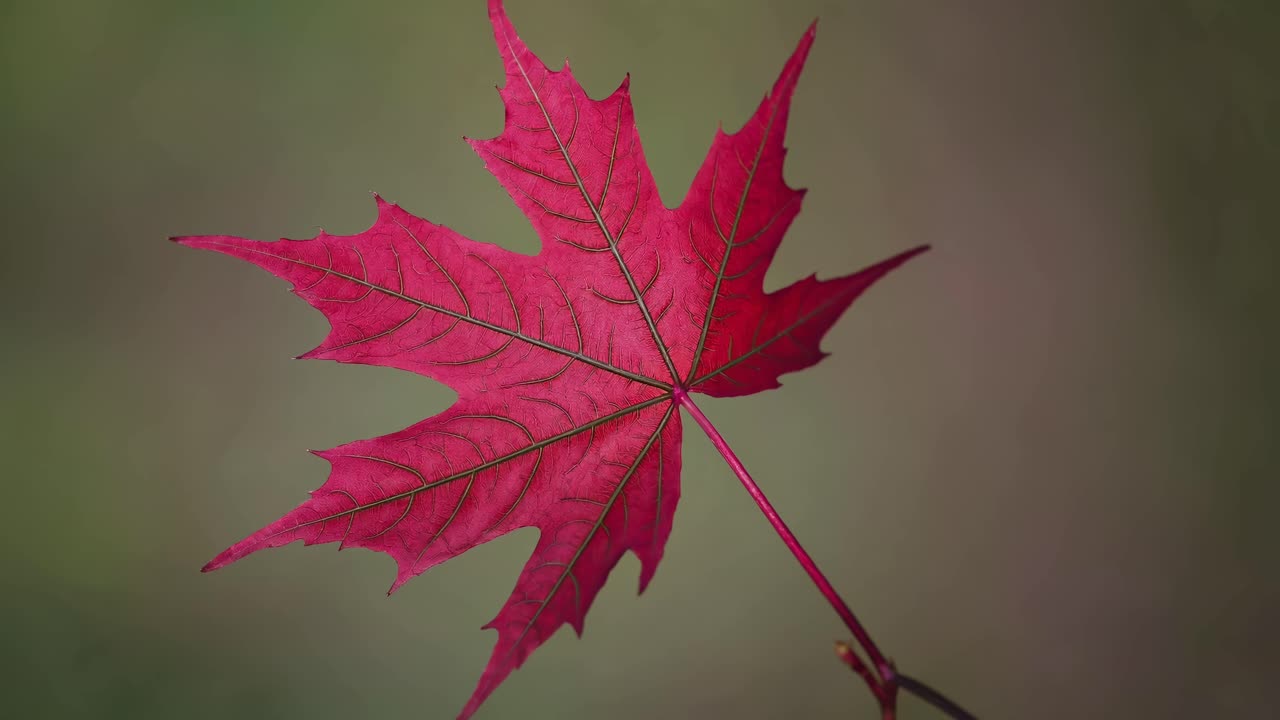 Close-up of a vibrant red maple leaf against a blurred green background, captured from a side angle