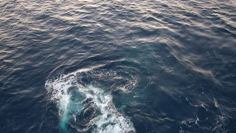 ballena jorobada girando en el océano
